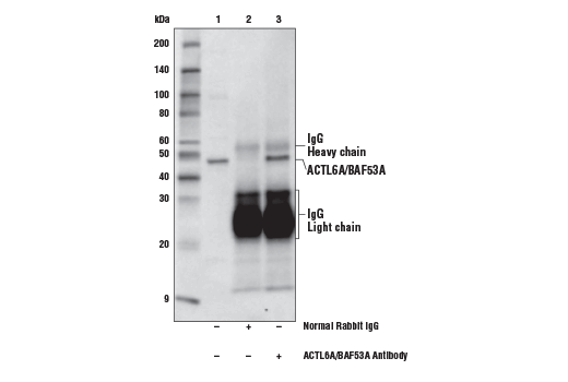 Immunoprecipitation Image 1: ACTL6A/BAF53A Antibody
