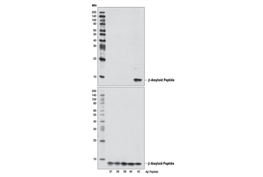 Western Blotting Image 1: β-Amyloid (1-42 Specific) Antibody