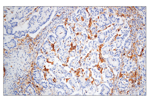 Immunohistochemistry Image 5: CD86 (E2G8P) Rabbit mAb (BSA and Azide Free)