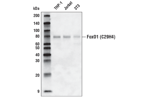 Western Blotting Image 1: FoxO1 (C29H4) Rabbit mAb (Biotinylated)