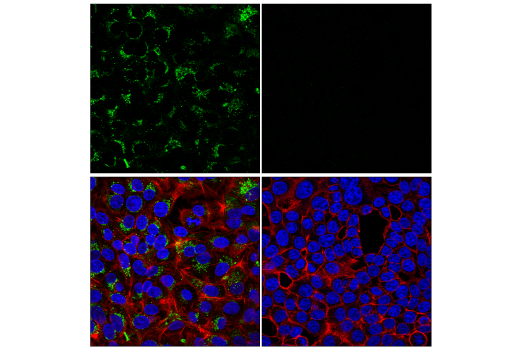 Immunofluorescence Image 1: ApoE (pan) (D7I9N) Rabbit mAb (Alexa Fluor® 488 Conjugate)