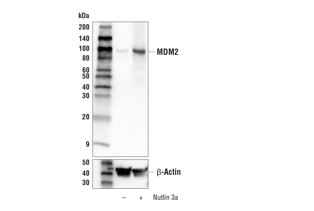 Western Blotting Image 1: MDM2 (D1V2Z) Rabbit mAb (Biotinylated)