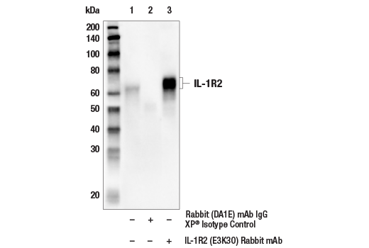 Immunoprecipitation Image 1: IL-1R2 (E3K3O) Rabbit mAb