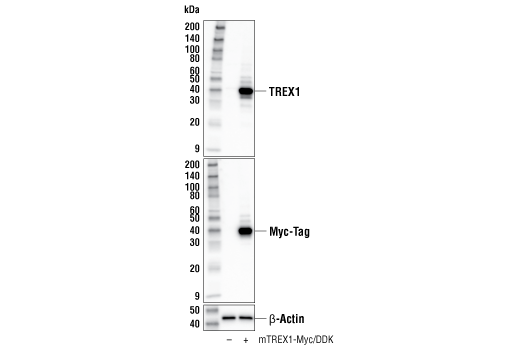 Western Blotting Image 2: TREX1 Antibody