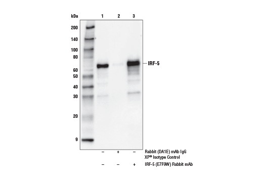 Immunoprecipitation Image 1: IRF-5 (E7F9W) Rabbit mAb