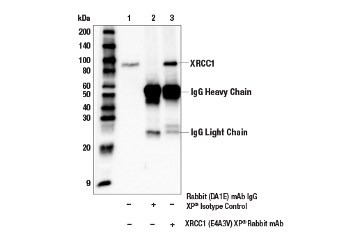 Immunoprecipitation Image 1: XRCC1 (E4A3V) XP® Rabbit mAb