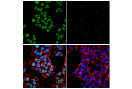 Immunofluorescence Image 1: XRCC1 (E4A3V) XP® Rabbit mAb