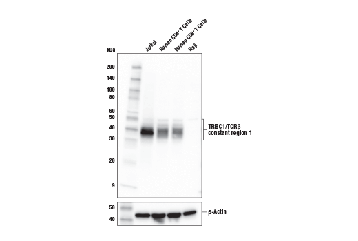 Western Blotting Image 1: TRBC1/TCRβ constant region 1 Antibody