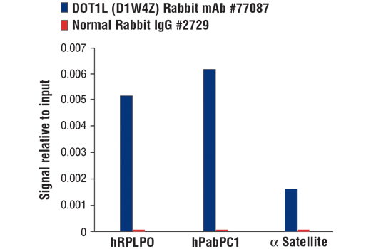 Chromatin Immunoprecipitation Image 1: DOT1L (D1W4Z) Rabbit mAb