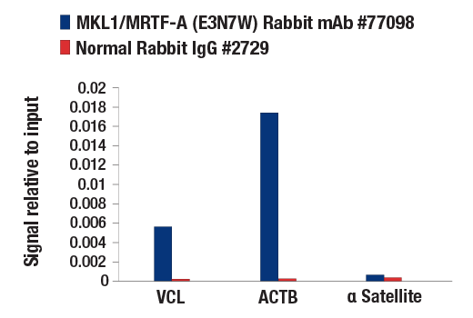 Chromatin Immunoprecipitation Image 1: MKL1/MRTF-A (E3N7W) Rabbit mAb