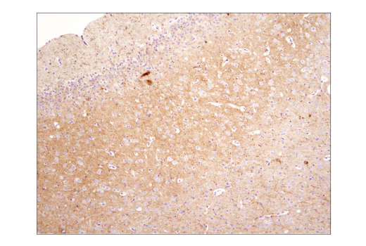 Immunohistochemistry Image 3: Neuropeptide Y (D7Y5A) XP® Rabbit mAb (BSA and Azide Free)