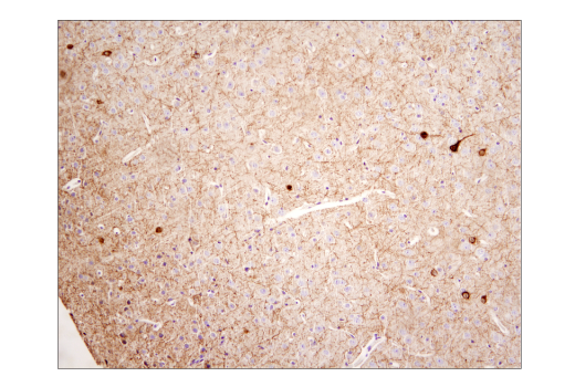 Immunohistochemistry Image 1: Neuropeptide Y (D7Y5A) XP® Rabbit mAb (BSA and Azide Free)