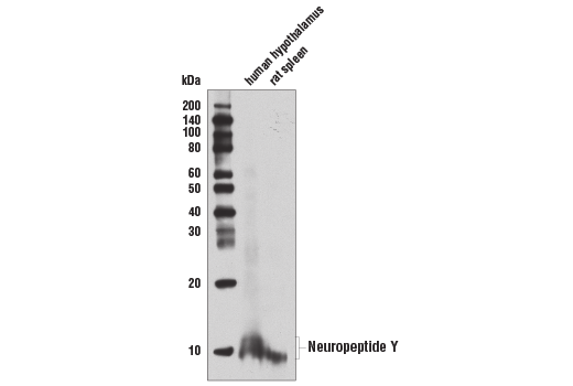 Western Blotting Image 1: Neuropeptide Y (D7Y5A) XP® Rabbit mAb (BSA and Azide Free)