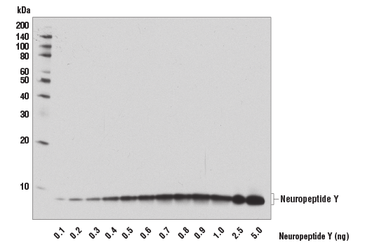 Western Blotting Image 2: Neuropeptide Y (D7Y5A) XP® Rabbit mAb (BSA and Azide Free)