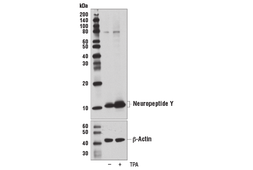 Western Blotting Image 4: Neuropeptide Y (D7Y5A) XP® Rabbit mAb (BSA and Azide Free)