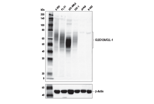 Western Blotting Image 1: CLEC12A/CLL-1 (E8A3Z) Rabbit mAb