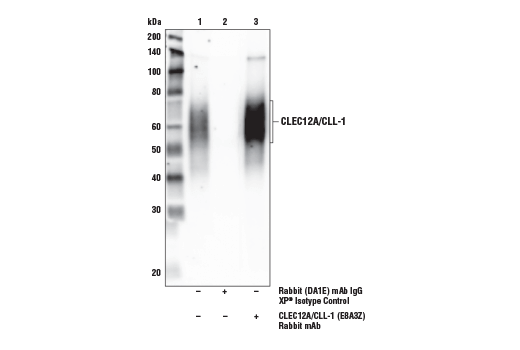 Immunoprecipitation Image 1: CLEC12A/CLL-1 (E8A3Z) Rabbit mAb