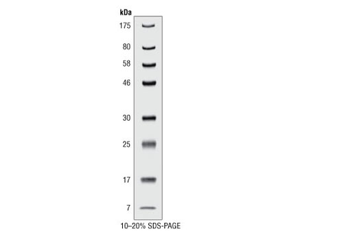  Image 1: Prestained Protein Marker, Broad Range (Premixed Format)