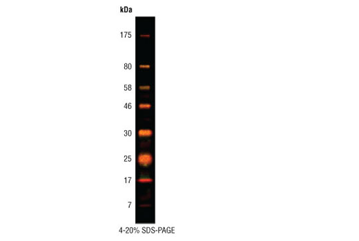  Image 2: Prestained Protein Marker, Broad Range (Premixed Format)