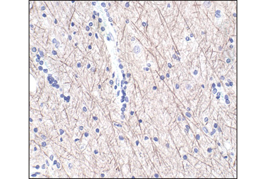 Immunohistochemistry Image 1: Neurofilament-L (DA2) Mouse mAb (BSA and Azide Free)