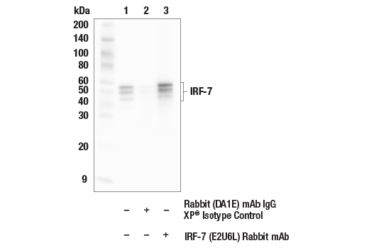 Immunoprecipitation Image 1: IRF-7 (E2U6L) Rabbit mAb
