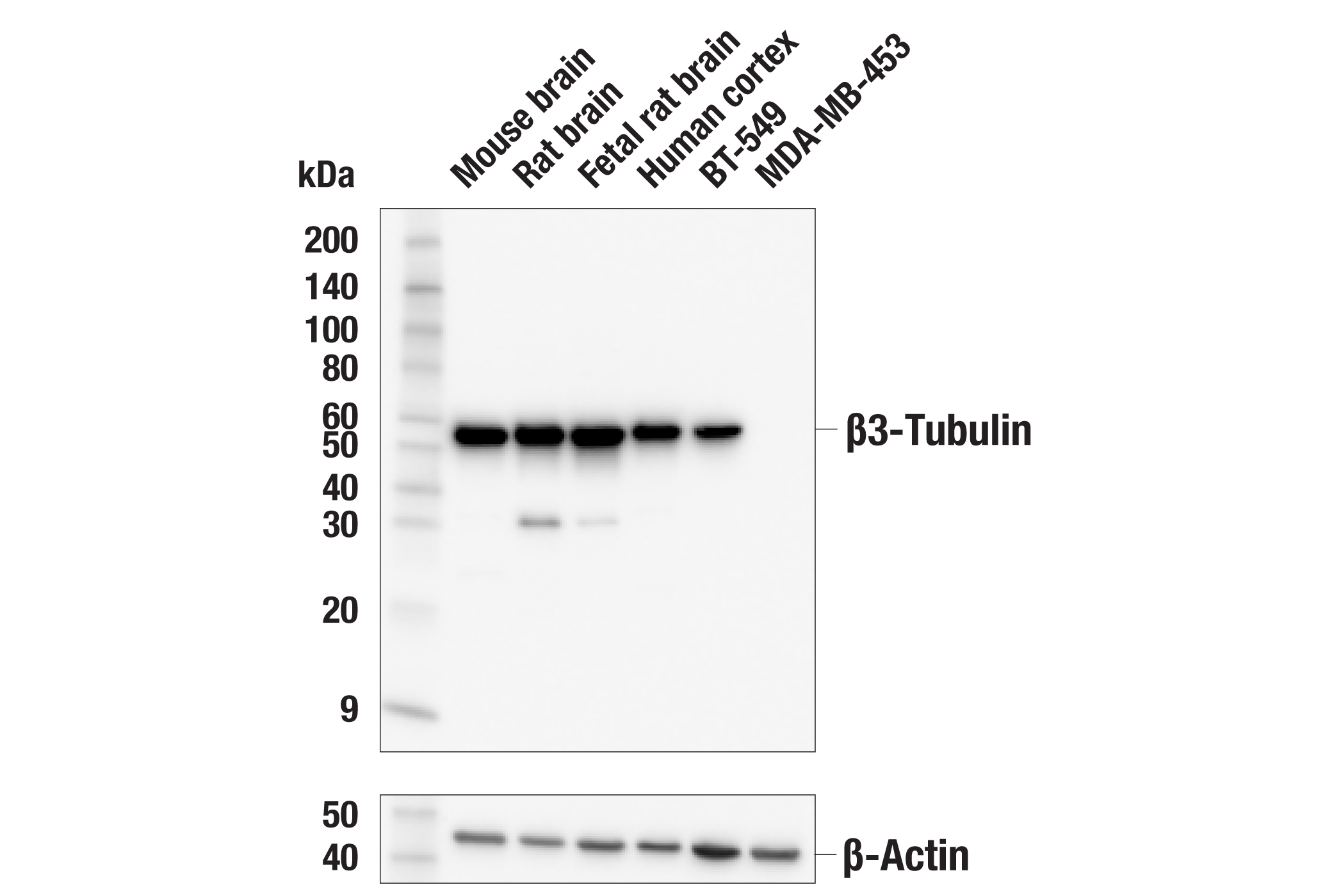 Western Blotting Image 1: β3-Tubulin (E9F3E) Mouse mAb (BSA and Azide Free)