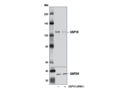  Image 1: SignalSilence® USP10 siRNA I