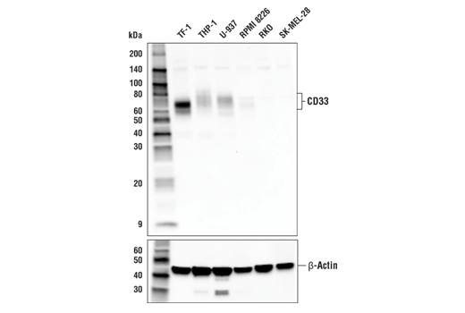 Western Blotting Image 1: CD33 Antibody