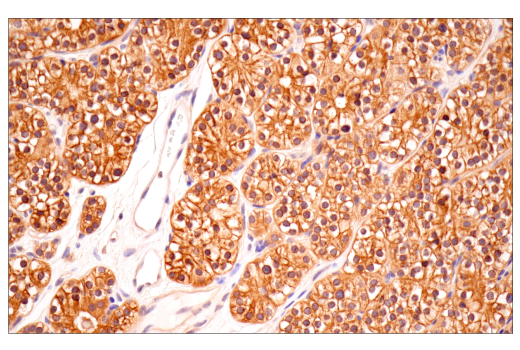 Immunohistochemistry Image 7: B-Raf (E3T5C) Mouse mAb