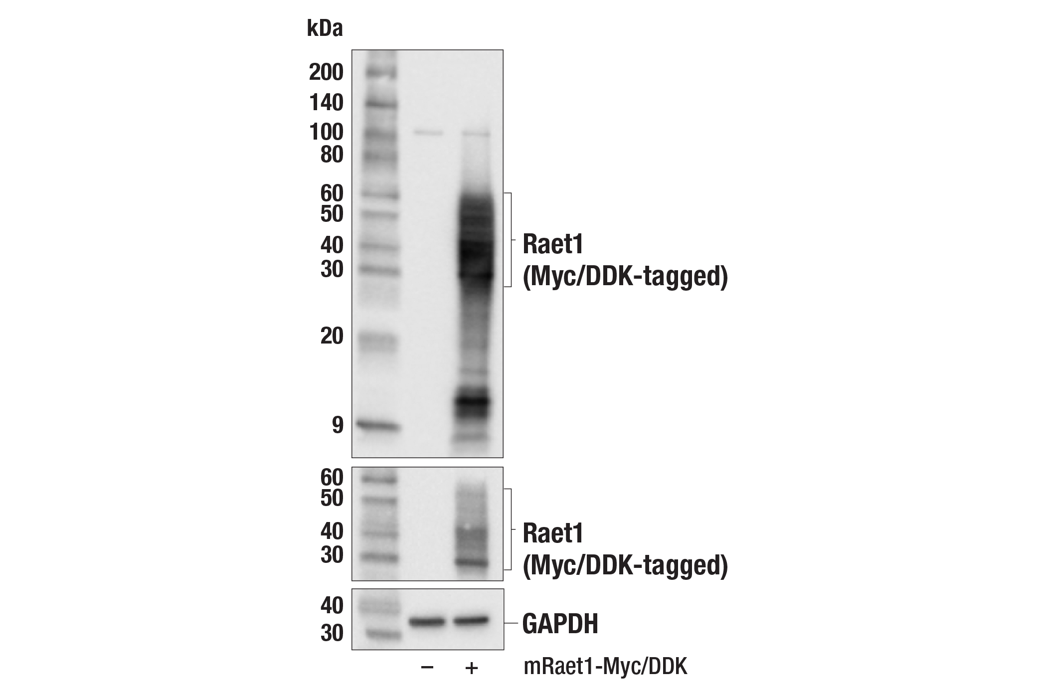 Western Blotting Image 2: Raet1 (F4V7S) Rabbit mAb