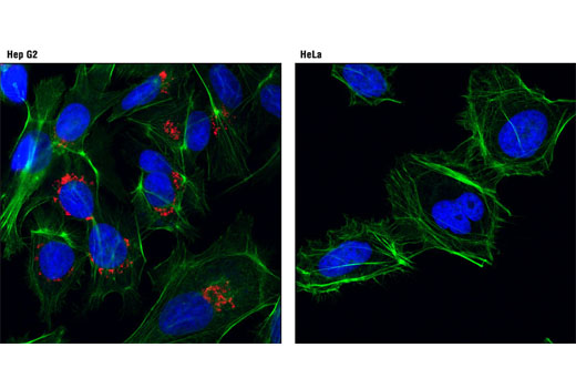 Immunofluorescence Image 1: AFP (3H8) Mouse mAb (Alexa Fluor® 647 Conjugate)