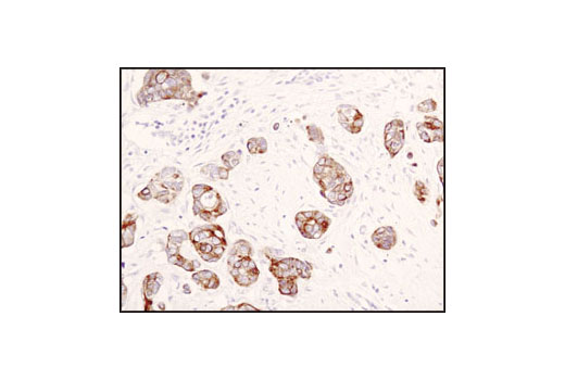 Immunohistochemistry Image 2: Jak1 (6G4) Rabbit mAb (BSA and Azide Free)