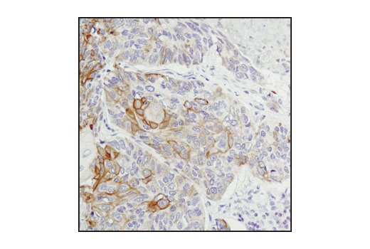 Immunohistochemistry Image 3: Jak1 (6G4) Rabbit mAb (BSA and Azide Free)