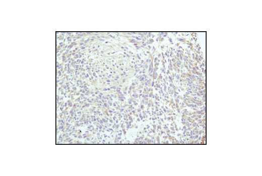 Immunohistochemistry Image 1: α-Tubulin (11H10) Rabbit mAb (BSA and Azide Free)
