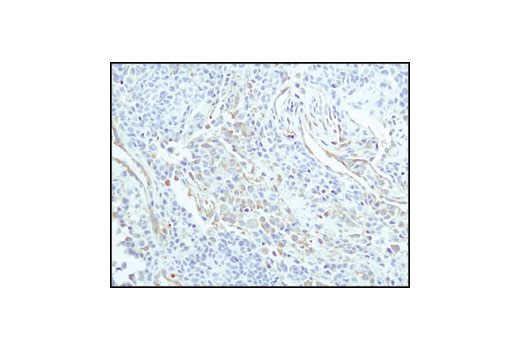 Immunohistochemistry Image 2: α-Tubulin (11H10) Rabbit mAb (BSA and Azide Free)