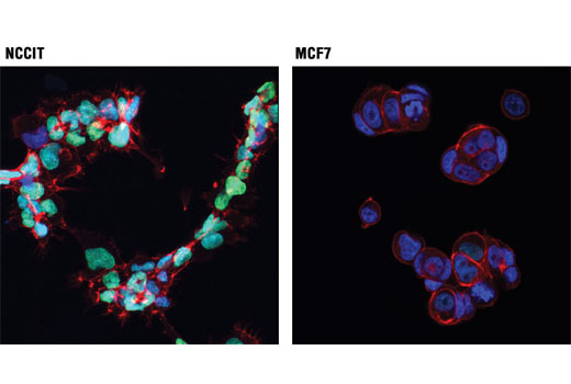 Immunofluorescence Image 1: HMGA1 (D6A4) XP® Rabbit mAb