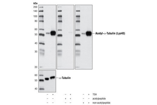 Western Blotting Image 1: Acetyl-α-Tubulin (Lys40) (D20G3) XP® Rabbit mAb (BSA and Azide Free)