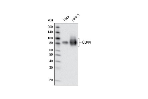 Western Blotting Image 1: CD44 (156-3C11) Mouse mAb (BSA and Azide Free)