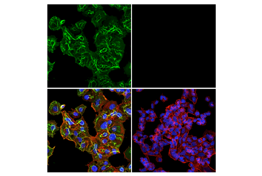 Immunofluorescence Image 1: CD44 (156-3C11) Mouse mAb (BSA and Azide Free)