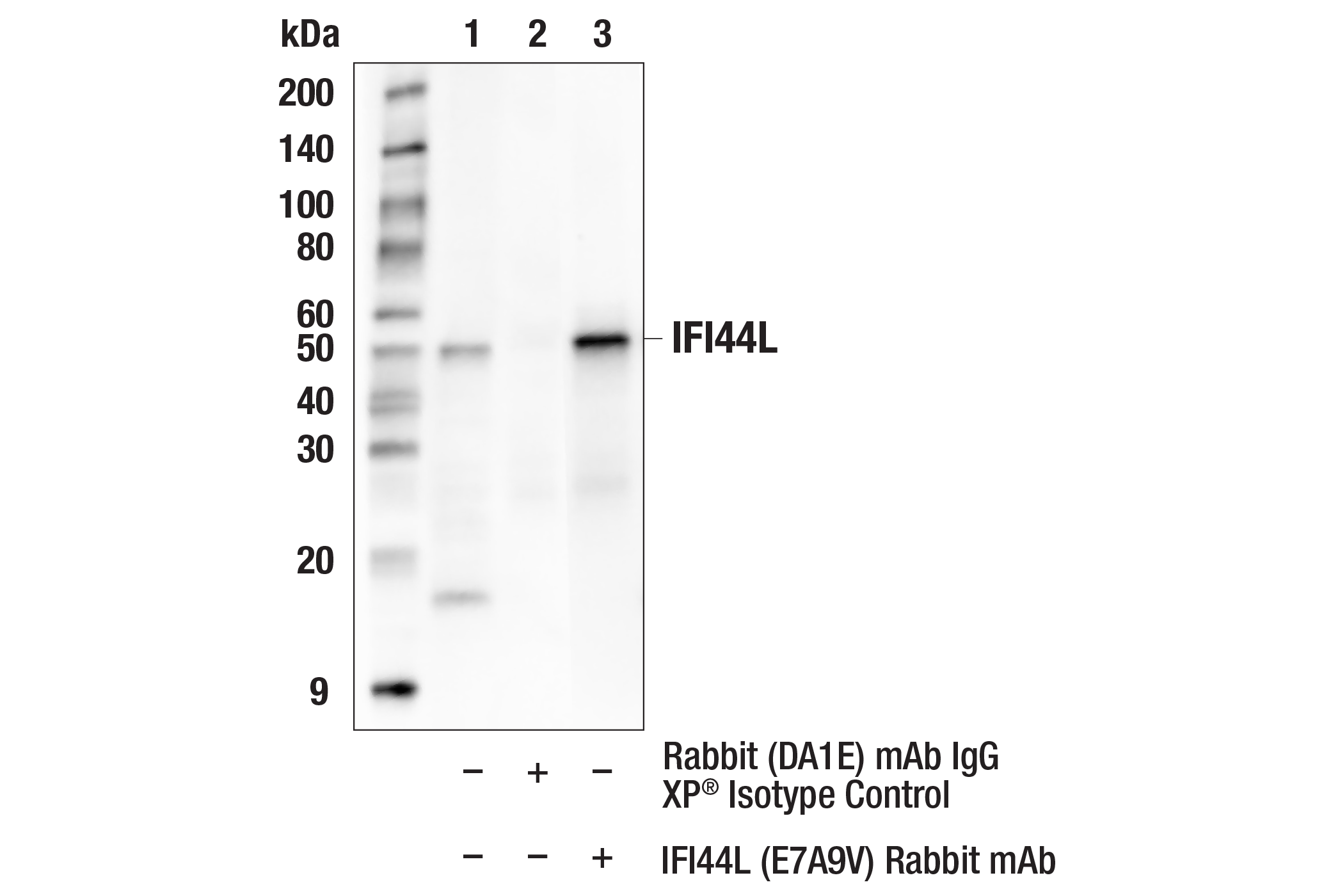 Immunoprecipitation Image 1: IFI44L (E7A9V) Rabbit mAb