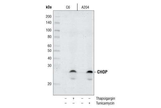 Western Blotting Image 1: CHOP (L63F7) Mouse mAb (BSA and Azide Free)