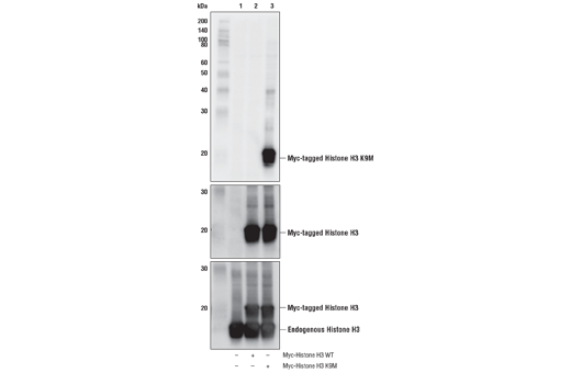 Western Blotting Image 2: Histone H3 (K9M Mutant Specific) Antibody