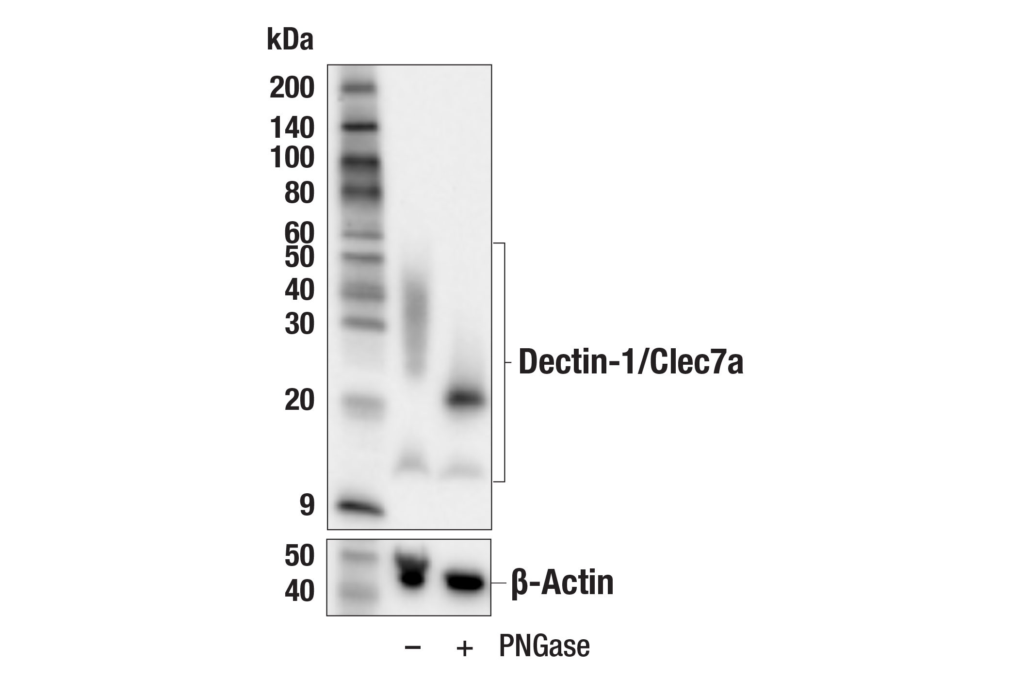 Western Blotting Image 1: Dectin-1/ Clec7a (E3P5W) Rabbit mAb (BSA and Azide Free)