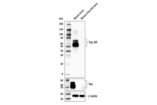 Western Blotting Image 2: Tau 3R Antibody