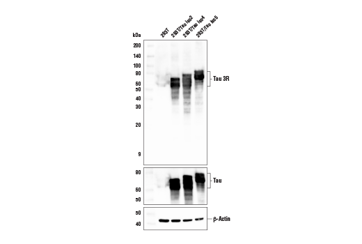 Western Blotting Image 3: Tau 3R Antibody