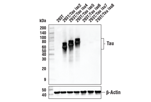 Western Blotting Image 4: Tau 3R Antibody