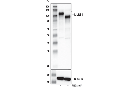 LILRB1/CD85j (D4L8L) Rabbit mAb | Cell Signaling Technology