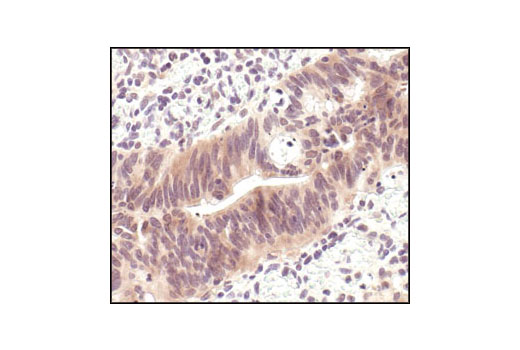 Immunohistochemistry Image 2: p44/42 MAPK (Erk1/2) (L34F12) Mouse mAb (BSA and Azide Free)