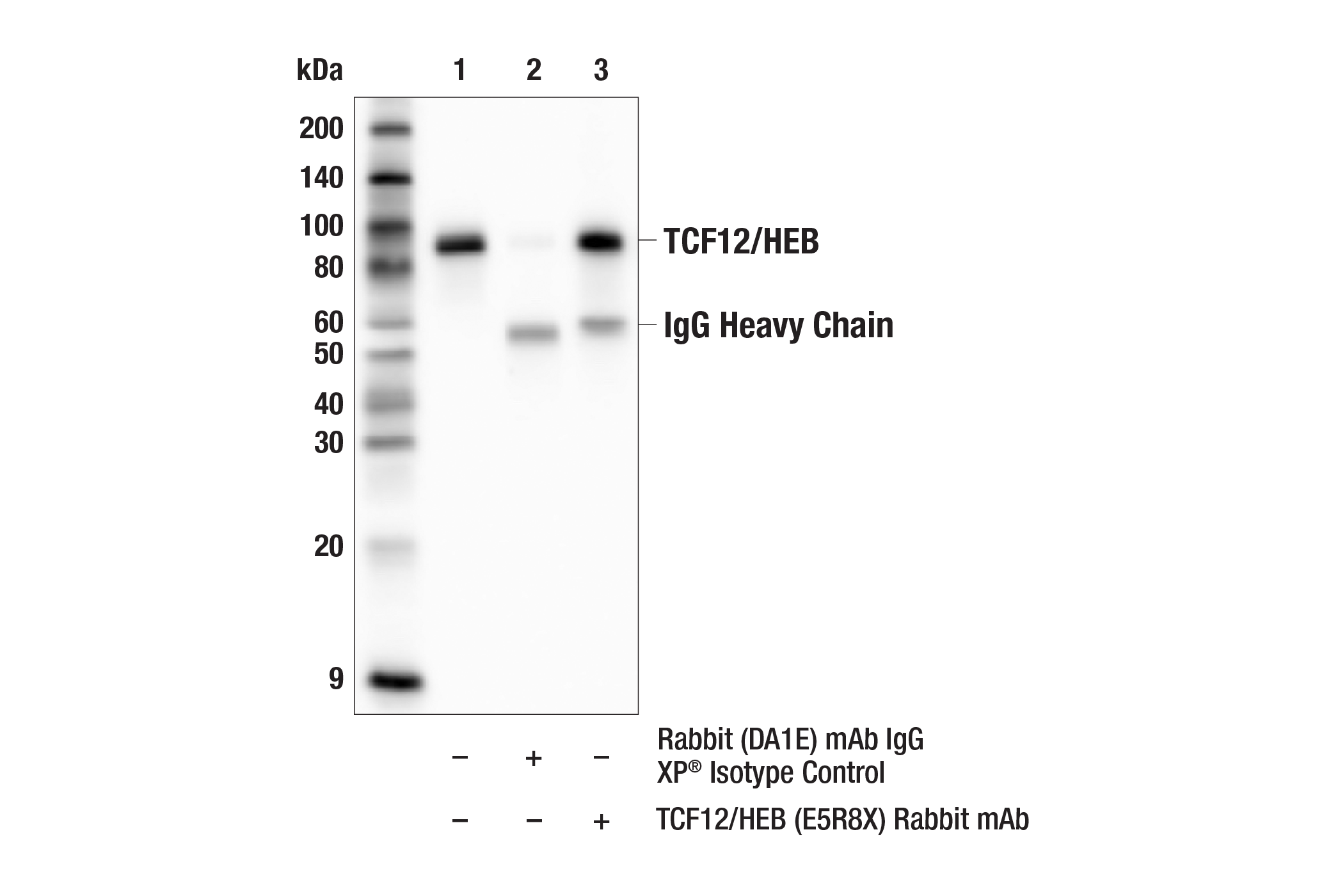 Immunoprecipitation Image 1: TCF12/HEB (E5R8X) Rabbit mAb