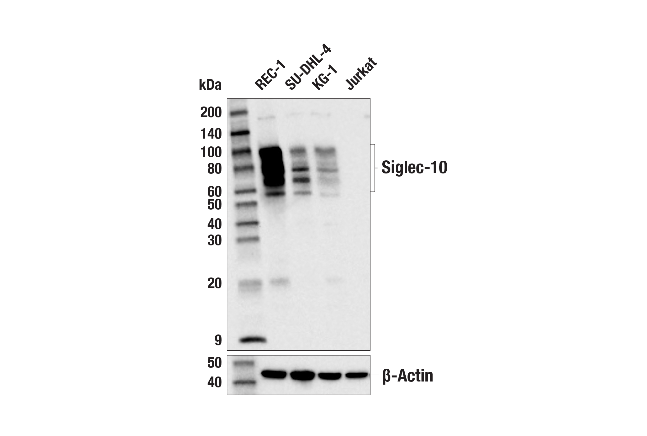 Western Blotting Image 1: Siglec-10 (E1D7S) XP® Rabbit mAb (BSA and Azide Free)